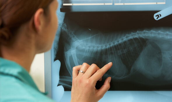 Digital Radiology (X-rays)